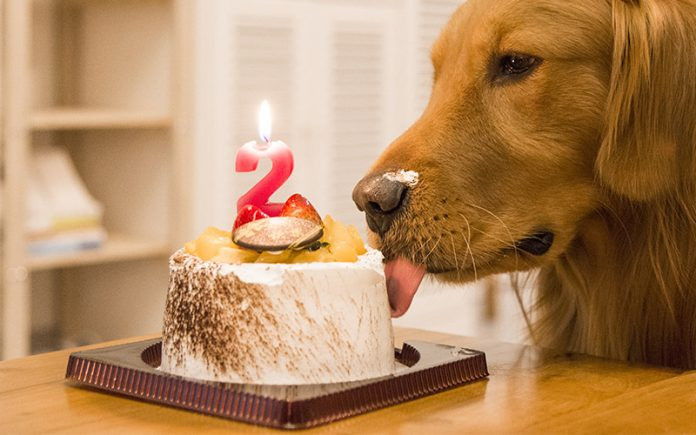 Birthday Cake Dog
 Dog Birthday Cake Recipes Easy To Elaborate Bakes
