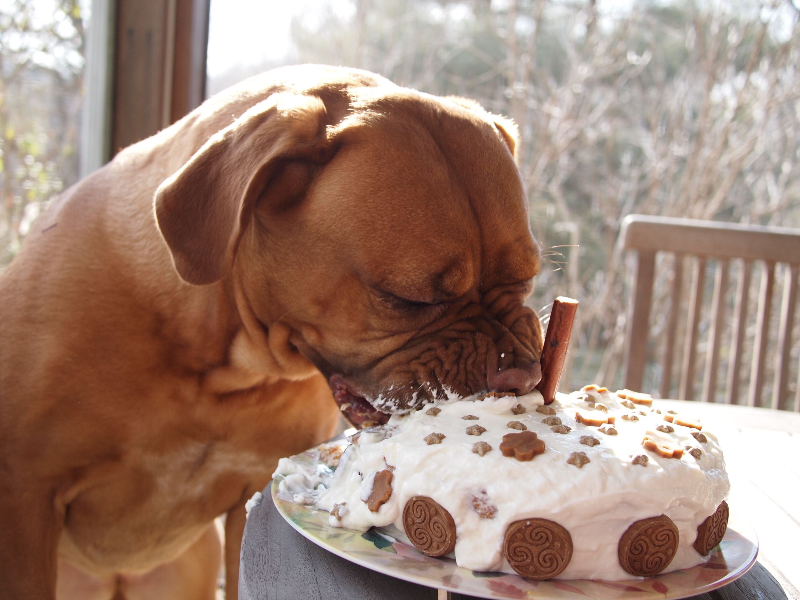 Birthday Cake Dog
 dog birthday cake