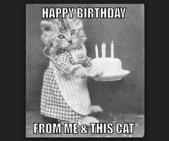 Birthday Cake Memes
 101 Funny Cat Birthday Memes for the Feline Lovers in Your