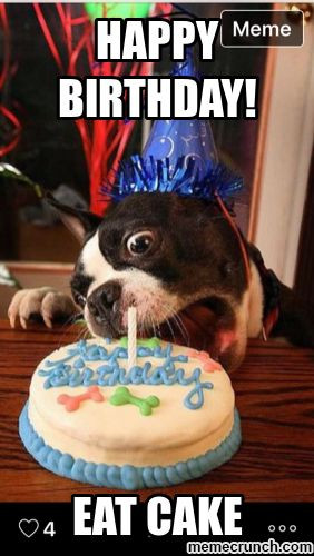 Birthday Cake Memes
 100 Funniest Happy Birthday Dog Memes