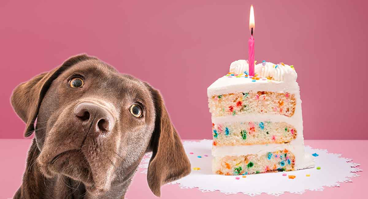 Birthday Cakes For Dogs
 Dog Birthday Cake Recipes From Easy To Fancy Bakes