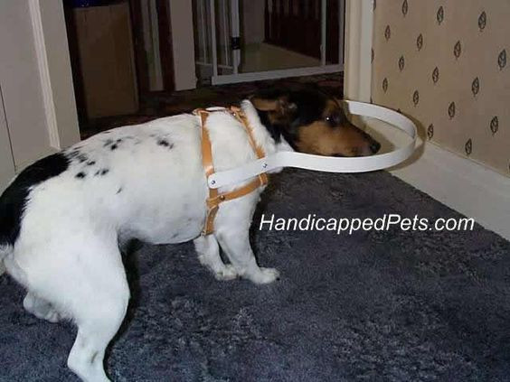 Blind Dog Halo DIY
 blind dog diy halo collar For the Pups Pinterest