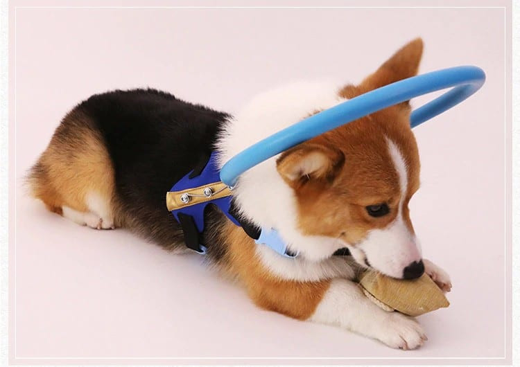 Blind Dog Halo DIY
 Blind Dog Bumper Collar Harness – DIY Halo Pet Protection