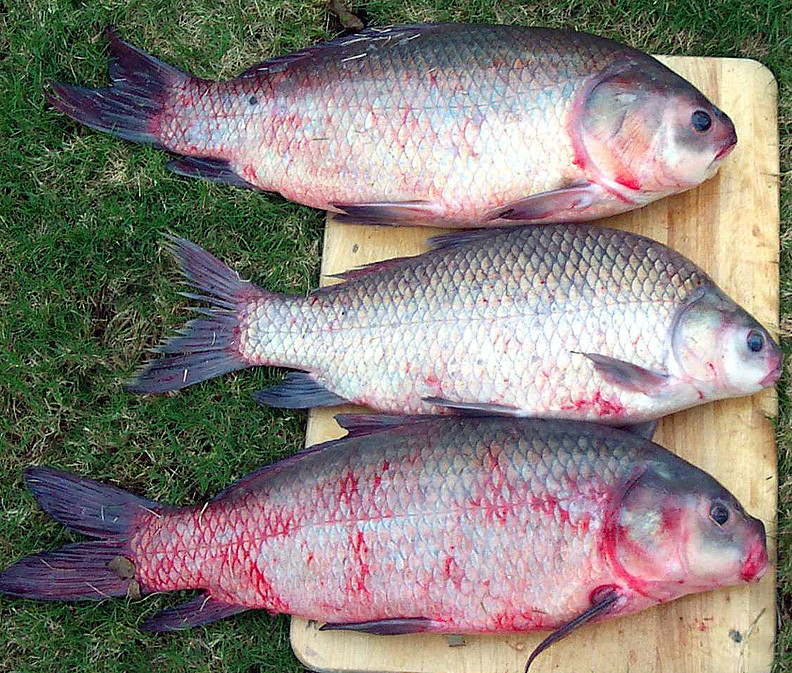 Buffalo Fish Recipes
 buffalo fish recipe