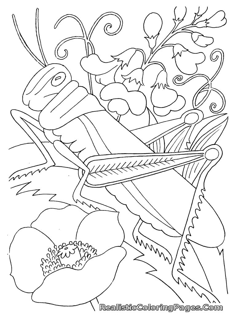 Bug Coloring Pages For Kids
 Bug Coloring Pages Kidsuki