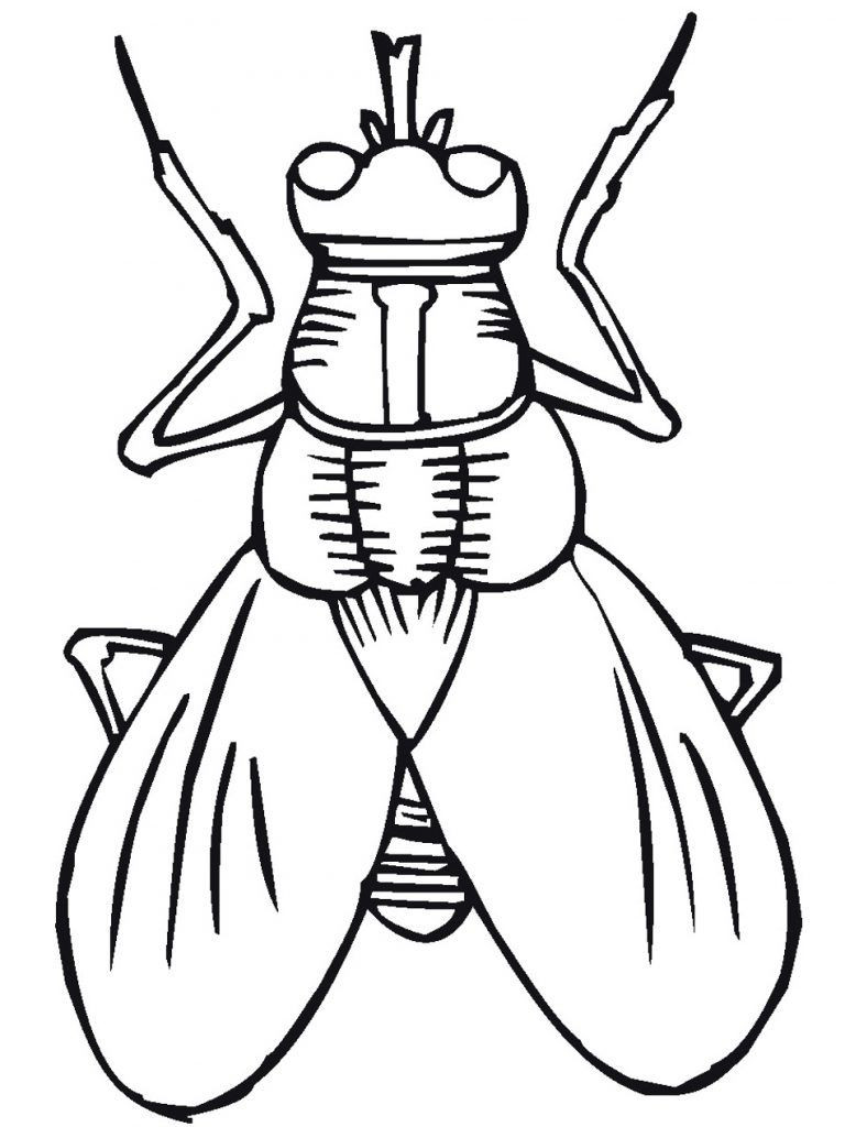 Bug Coloring Pages For Kids
 Insect Coloring Pages