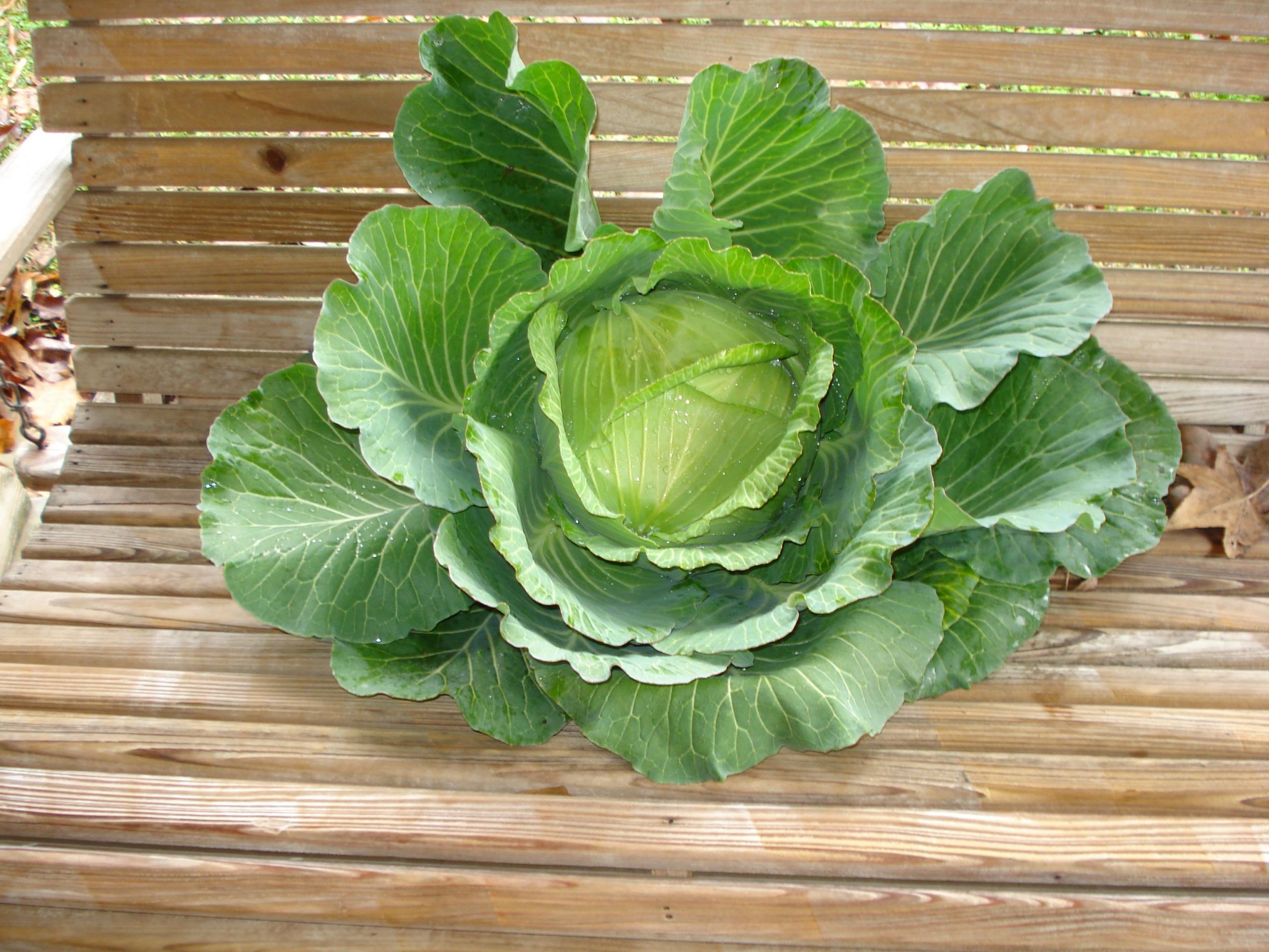 Cabbage New Years
 Happy New Years Cabbage