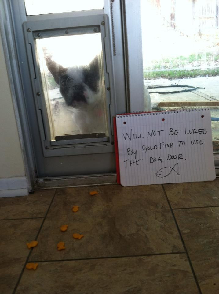 Can Dogs Eat Goldfish Crackers
 Won t Be Lured By Goldfish crackers Dogshaming
