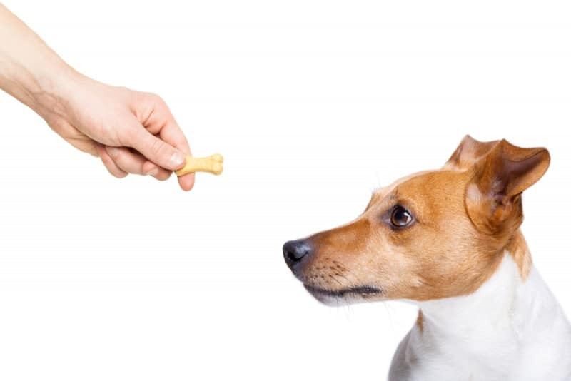Can Dogs Eat Goldfish Crackers
 Can Dogs Eat Goldfish Crackers Is It Safe [ 2020 ]