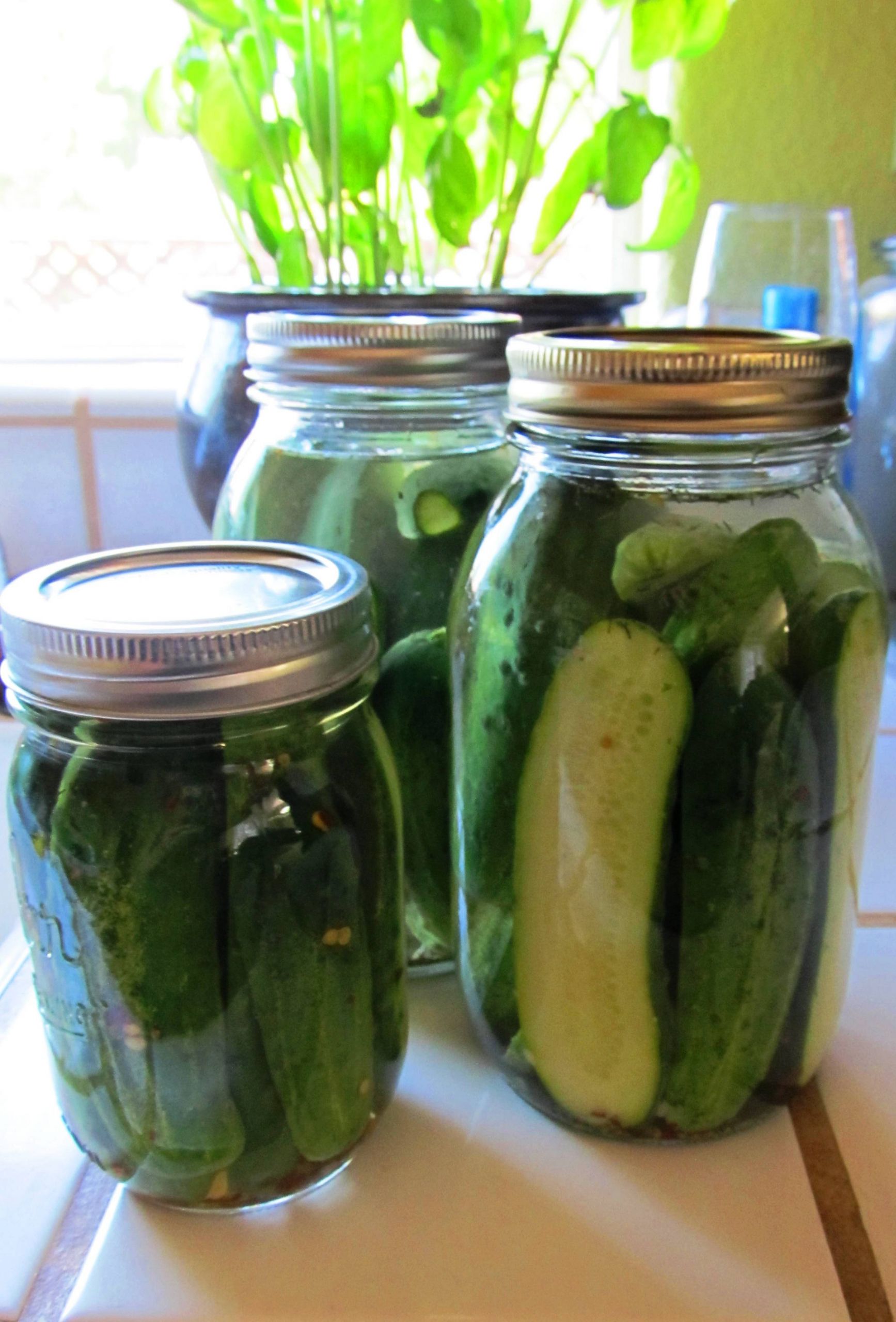 Canning Sweet Pickles
 Got Pickles Spicy Garlic Dill Pickles Refrigerator or