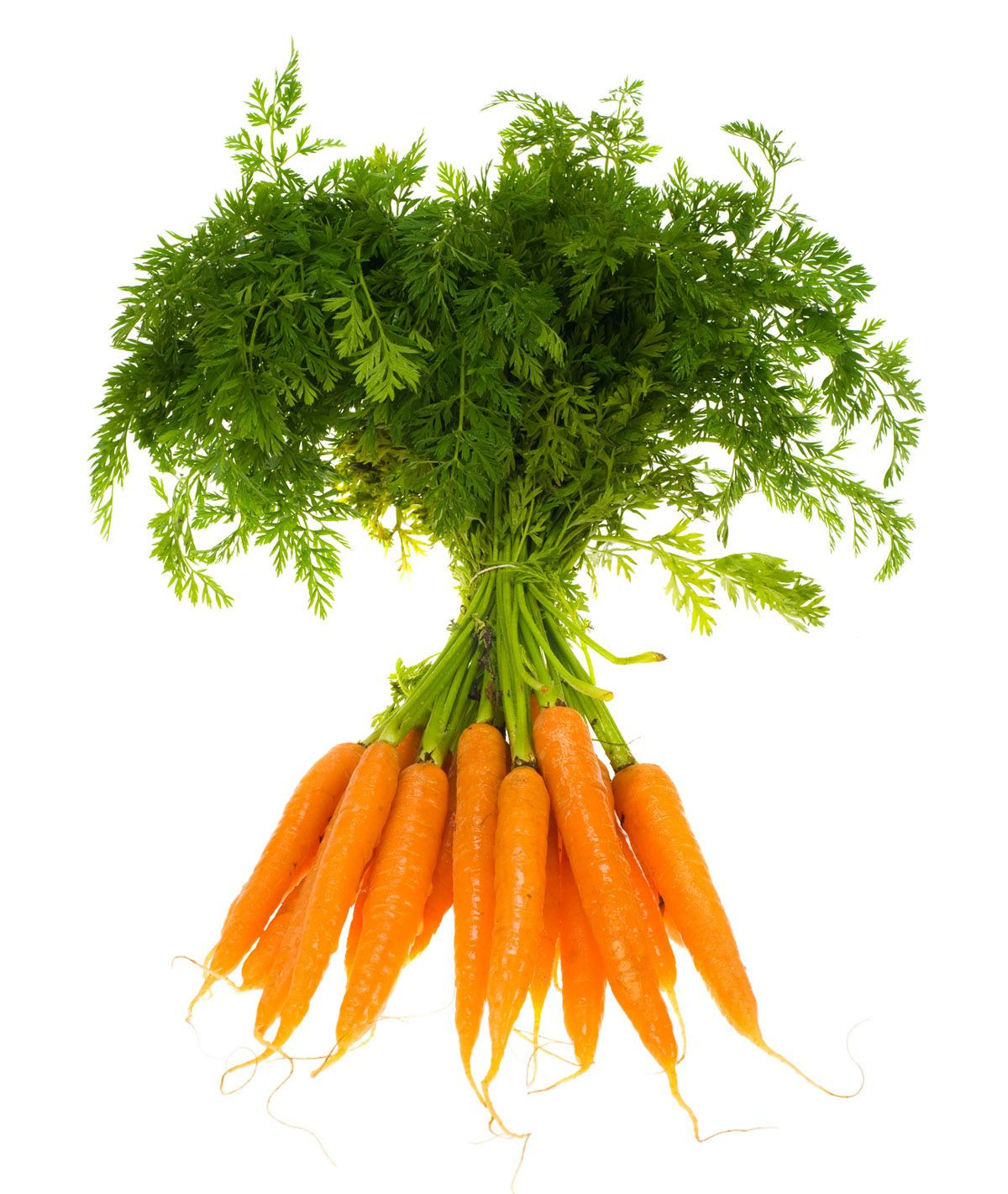 Carrot Fruit Or Vegetable
 Carrot picture material Fruits and ve ables