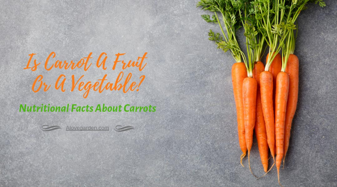 Carrot Fruit Or Vegetable
 Fruit & Ve ables Archives Alovegarden