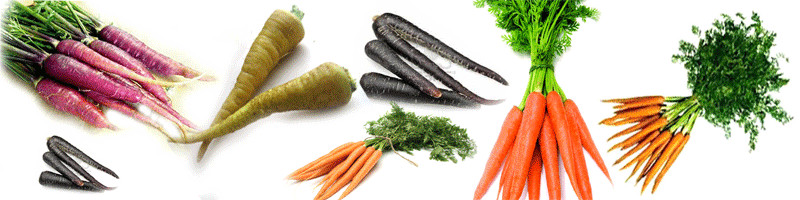 Carrot Fruit Or Vegetable
 Fruits & Ve ables Benefits Health Benefits of Carrot