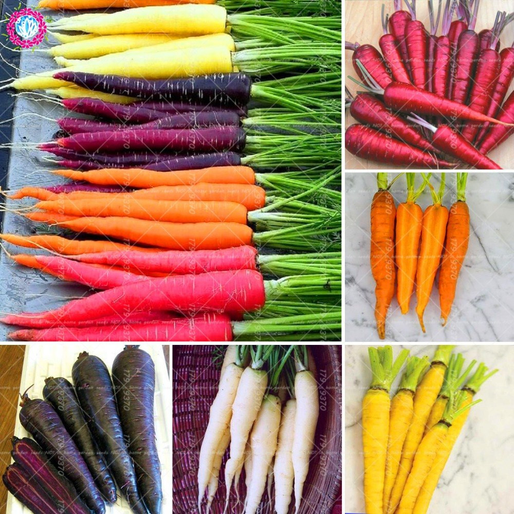 Carrot Fruit Or Vegetable
 300pcs Bonsai Colorful Carrot Edible organic fruits and