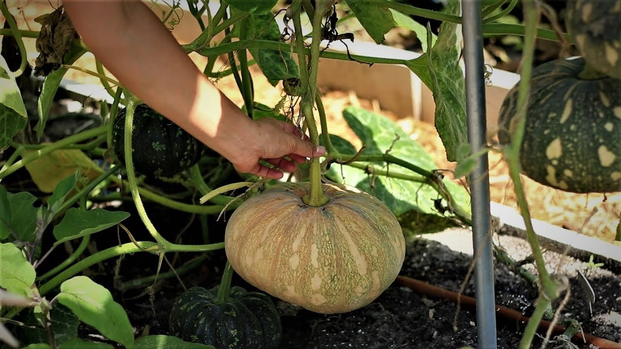 Chinese Pumpkin Seeds
 Grow Chinese Asian pumpkin easy and productive
