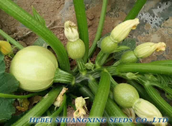 Chinese Pumpkin Seeds
 Jinzhu2 Chinese Yellow Skin Hybrid Pumpkin Seeds Buy