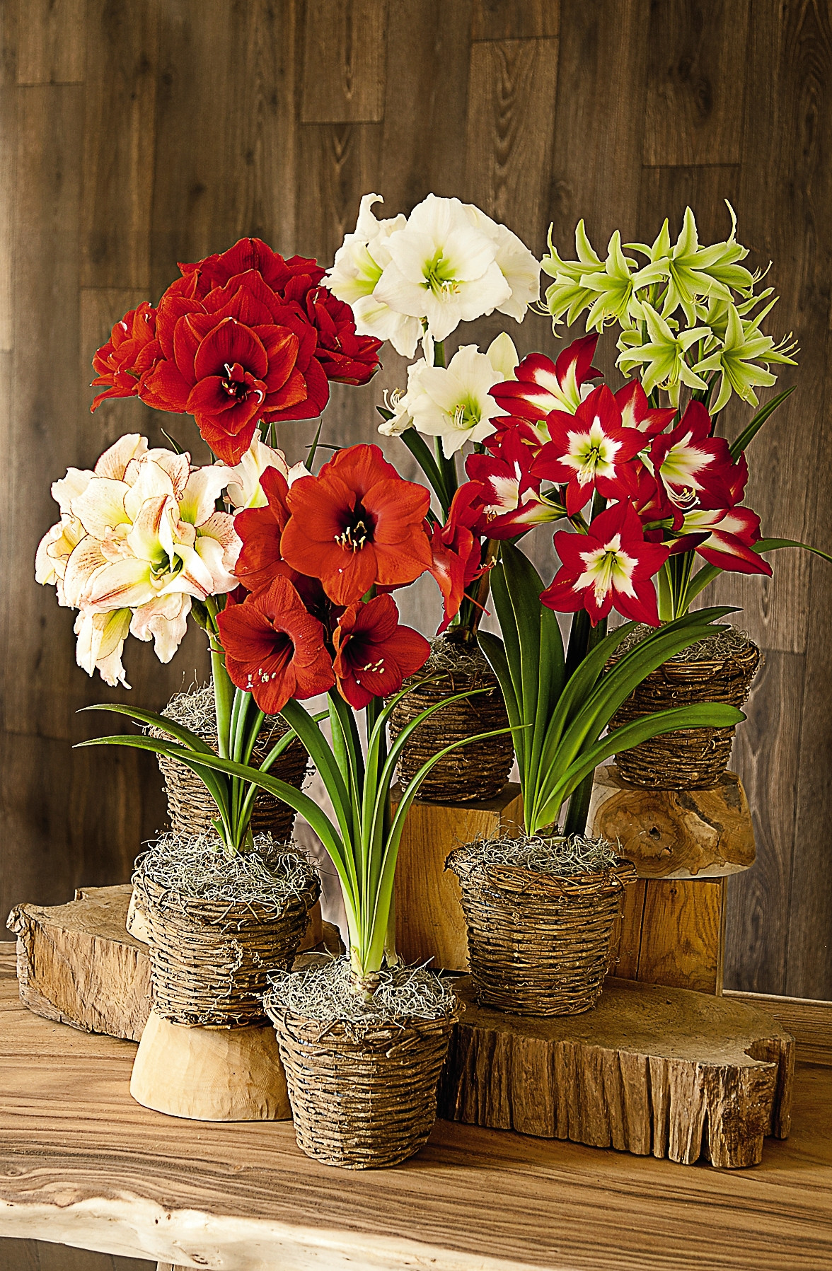 Christmas Flower Bulbs Amaryllis
 Amaryllis Collection Set of 6