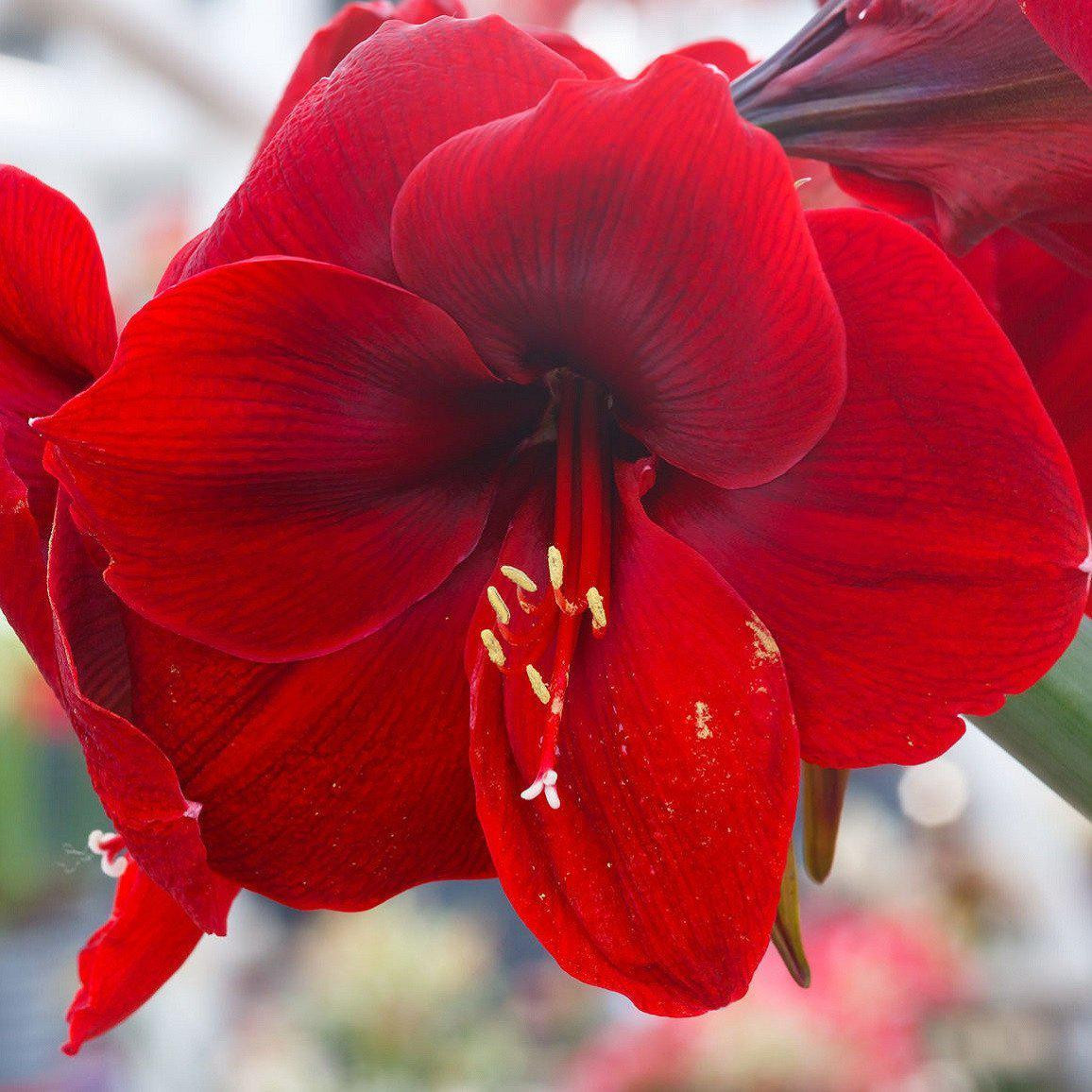 Christmas Flower Bulbs Amaryllis
 Amaryllis Ferrari Red