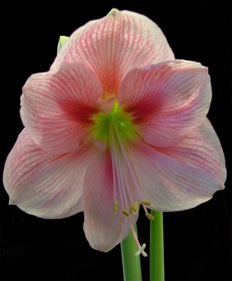 Christmas Flower Bulbs Amaryllis
 Amaryllis Blushing Bride Christmas Flowering Single