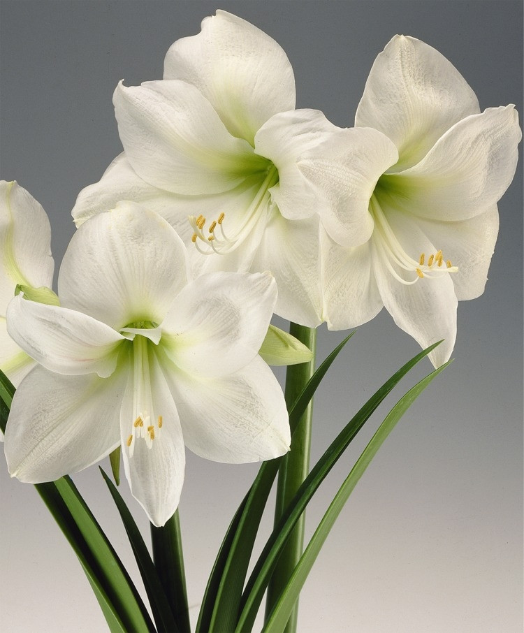 30 Lovely Christmas Flower Bulbs Amaryllis - Home, Family, Style and Art Ideas