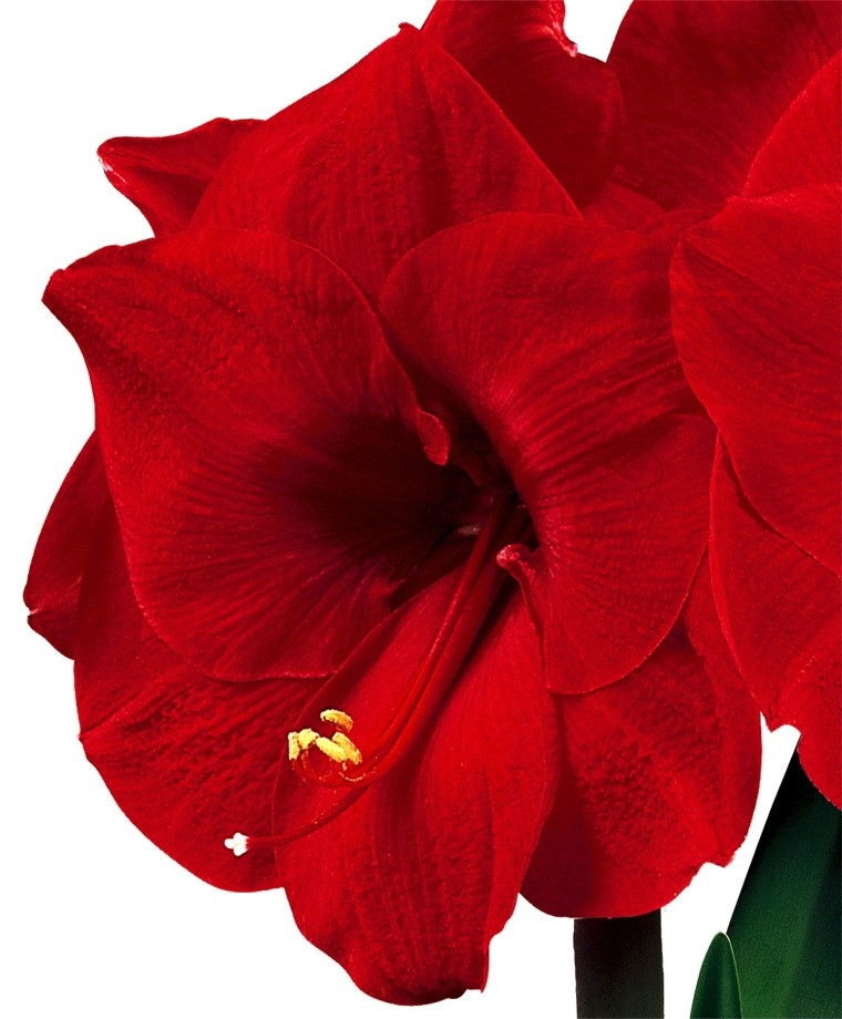 Christmas Flower Bulbs Amaryllis
 Amaryllis Merry Christmas Christmas Flowering Single