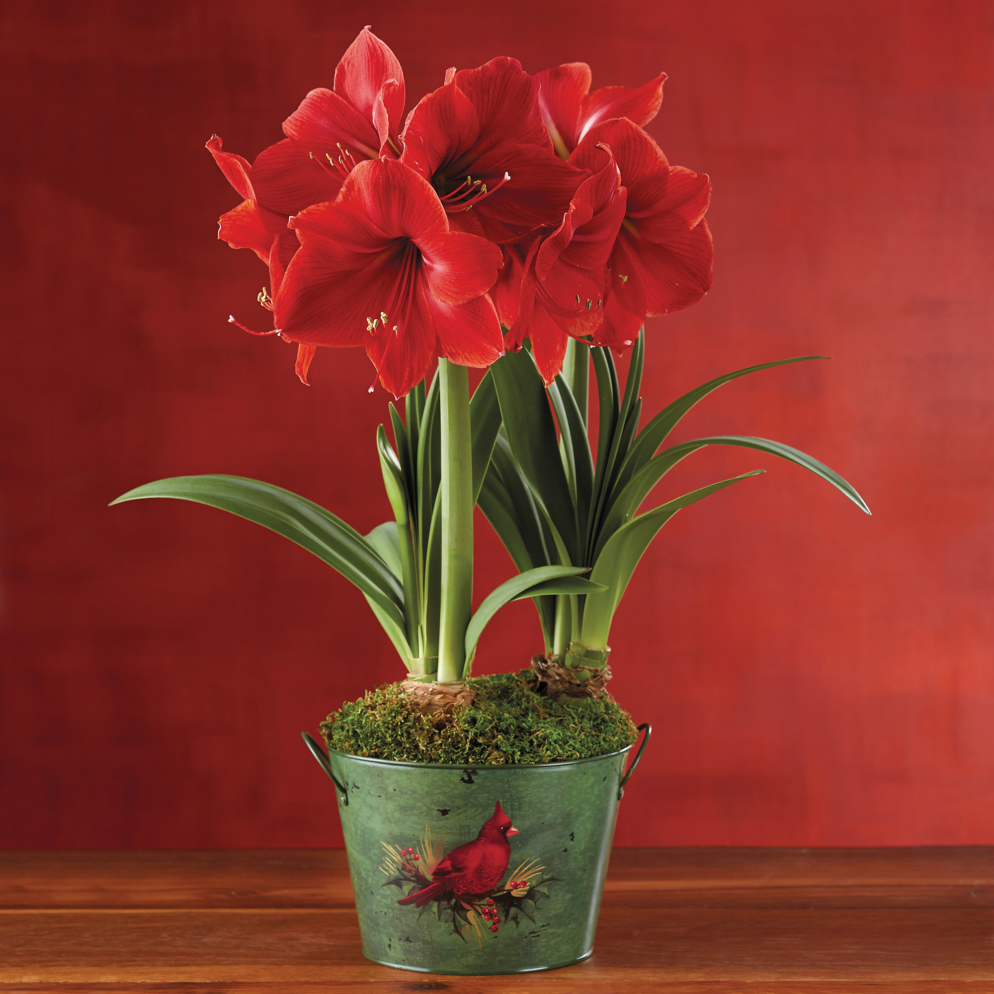 Christmas Flower Bulbs Amaryllis
 click on image to zoom