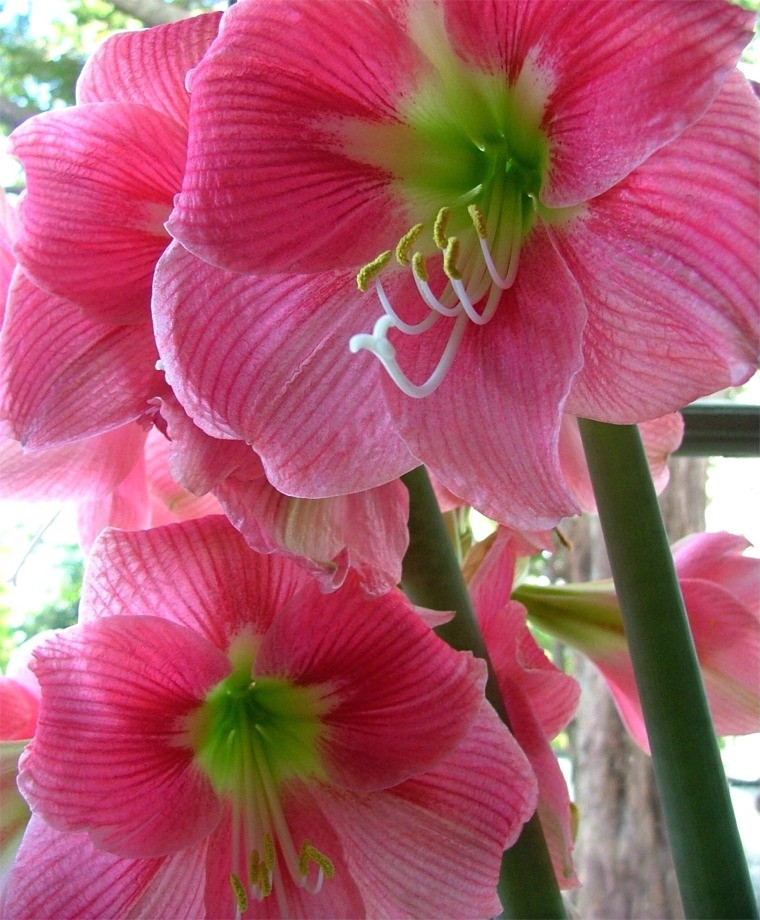 Christmas Flower Bulbs Amaryllis
 Amaryllis Amalfi Christmas Flowering Single Amaryllis