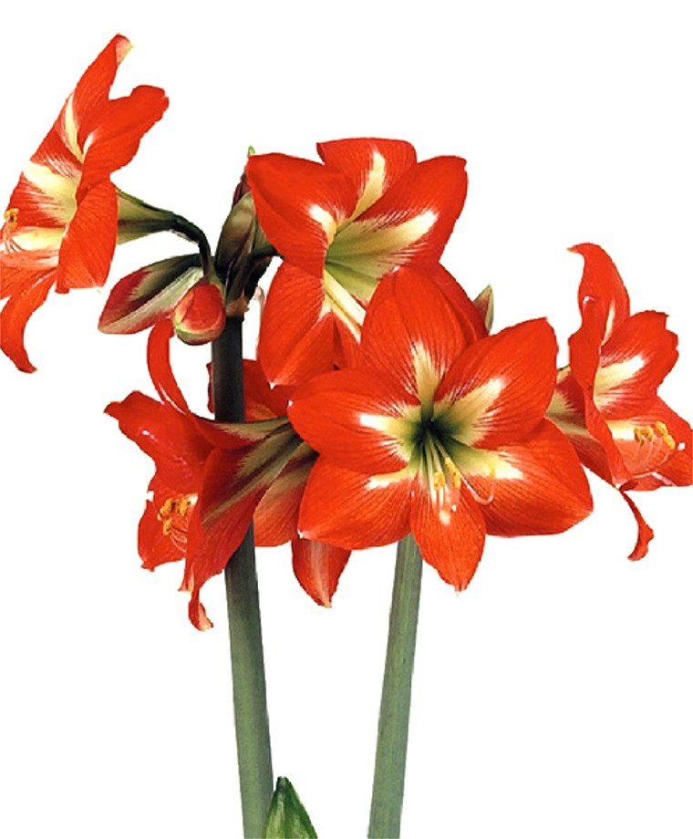 Christmas Flower Bulbs Amaryllis
 Amaryllis Christmas Star Christmas Flowering Single