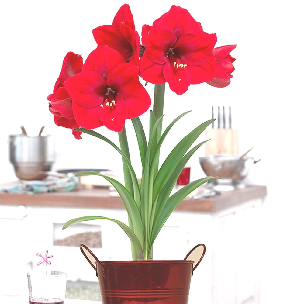 Christmas Flower Bulbs Amaryllis
 Ten Moments That Basically Sum Up Your