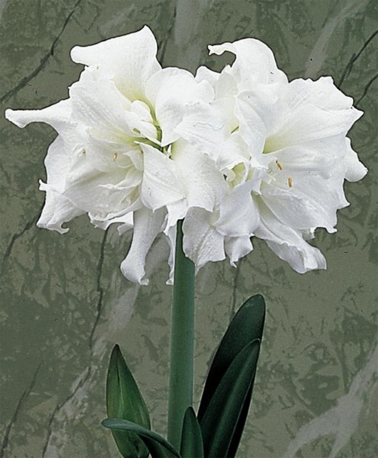 Christmas Flower Bulbs Amaryllis
 Amaryllis Snow White Christmas Flowering Double