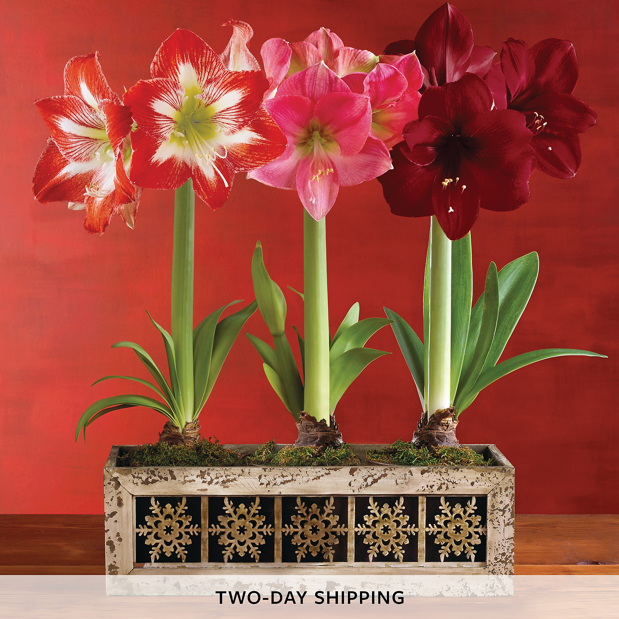 30 Lovely Christmas Flower Bulbs Amaryllis - Home, Family, Style and Art Ideas