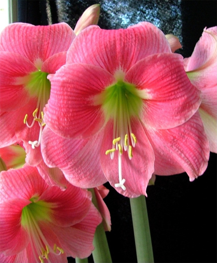 Christmas Flower Bulbs Amaryllis
 Amaryllis Amalfi Christmas Flowering Single Amaryllis