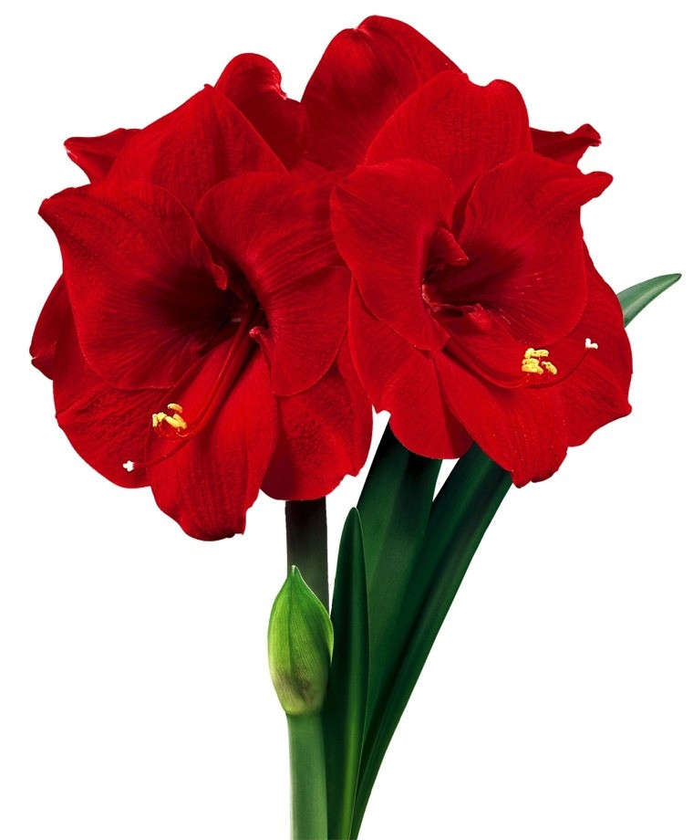 Christmas Flower Bulbs Amaryllis
 Amaryllis Merry Christmas Christmas Flowering Single