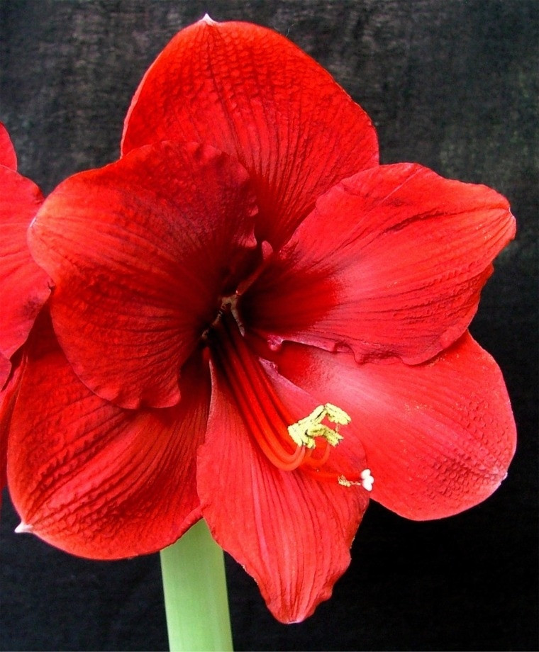 Christmas Flower Bulbs Amaryllis
 Amaryllis Miracle Christmas Flowering Single Amaryllis