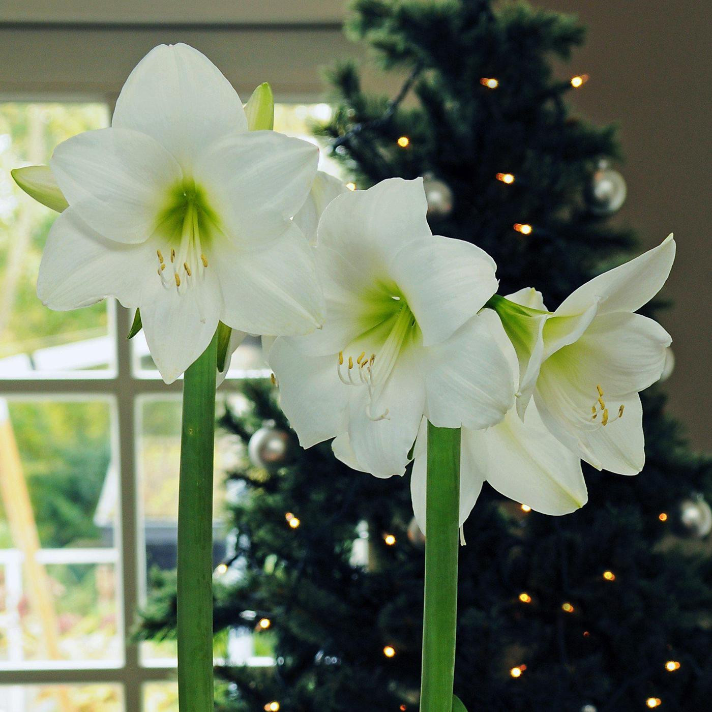 Christmas Flower Bulbs Amaryllis
 Amaryllis White Christmas