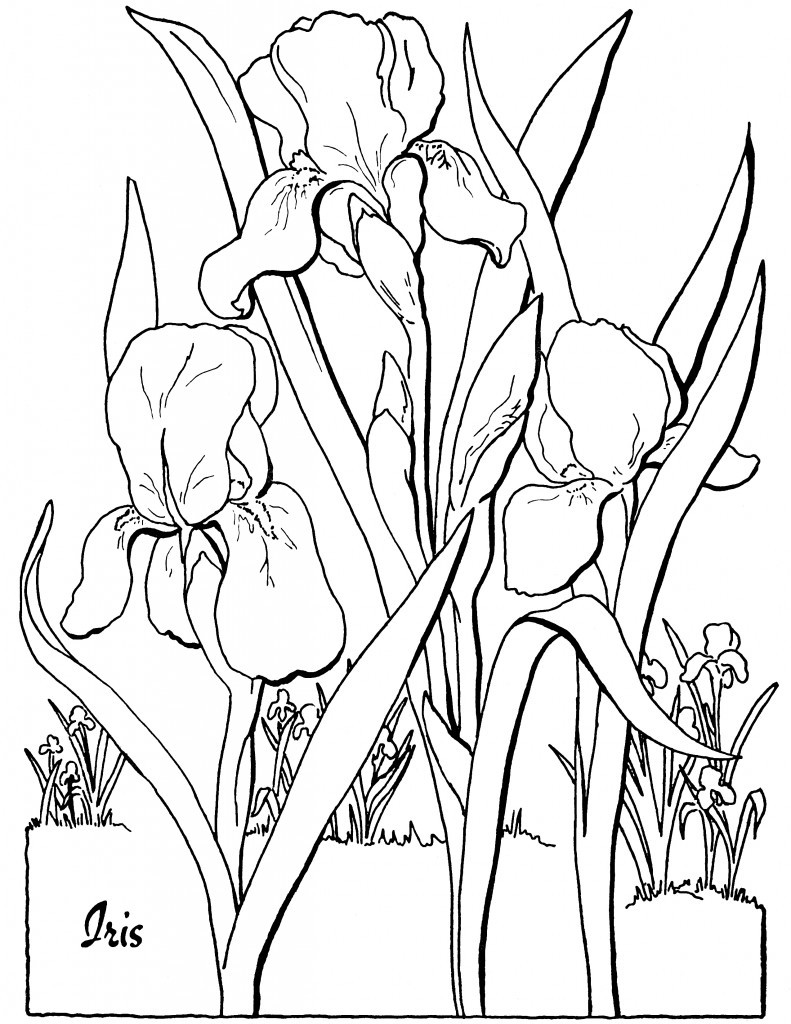 Coloring Books For Adults
 10 Floral Adult Coloring Pages The Graphics Fairy