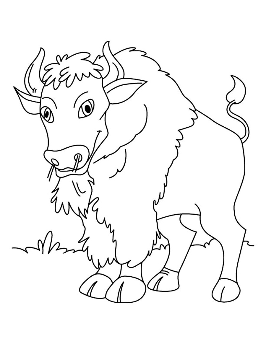 Coloring Kids
 Free Printable Bison Coloring Pages For Kids