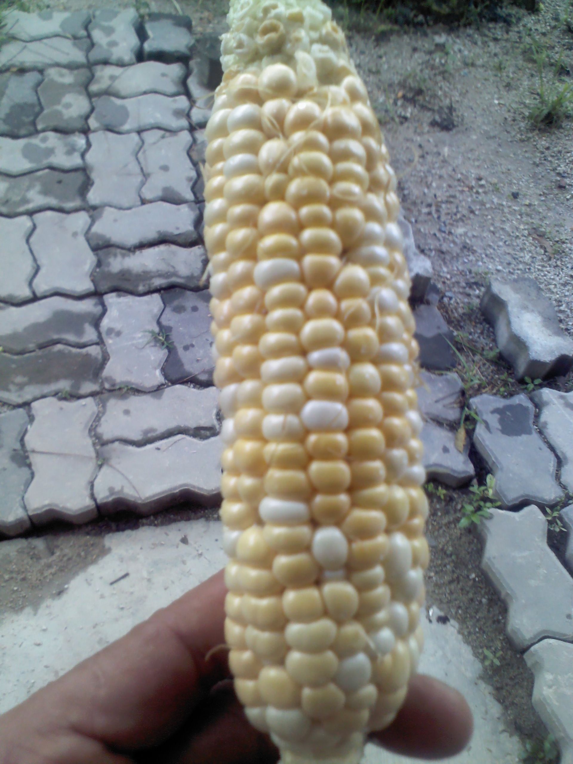 Corn Is A Fruit
 Cherakah farm projects – plants