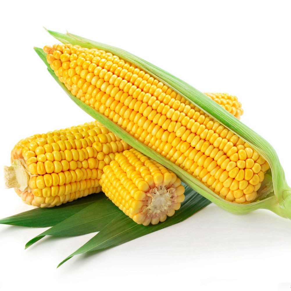 Corn Is A Fruit
 Free Shipping 20 Sweet Corn Seeds Ve able Fruit For Fall