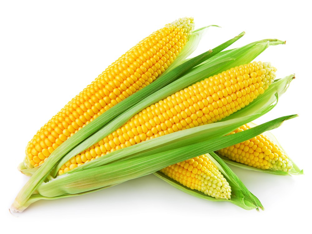 Corn Is A Fruit
 Corn – Australian Sweet Corn – Charlie s Fruit line