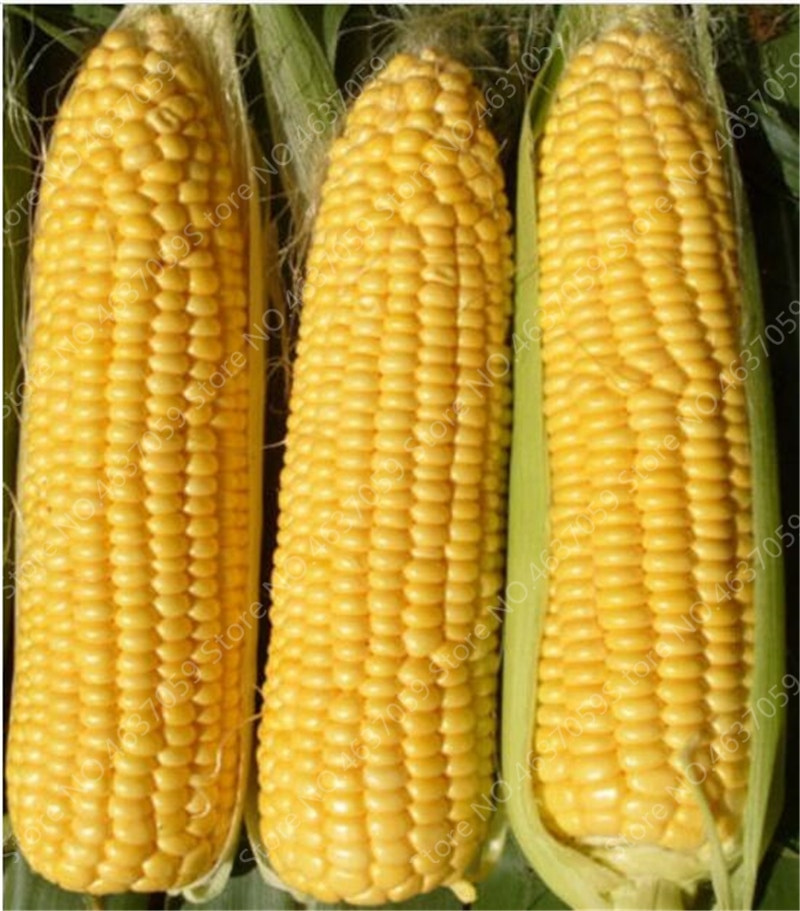 Corn Is A Fruit
 50 pcs Bonsai Yellow Corn Outdoor Organic Sweet Ve ables