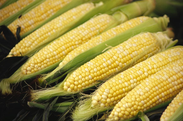 Corn Is A Fruit
 Corn fers More Than A Summer Ve able Staple