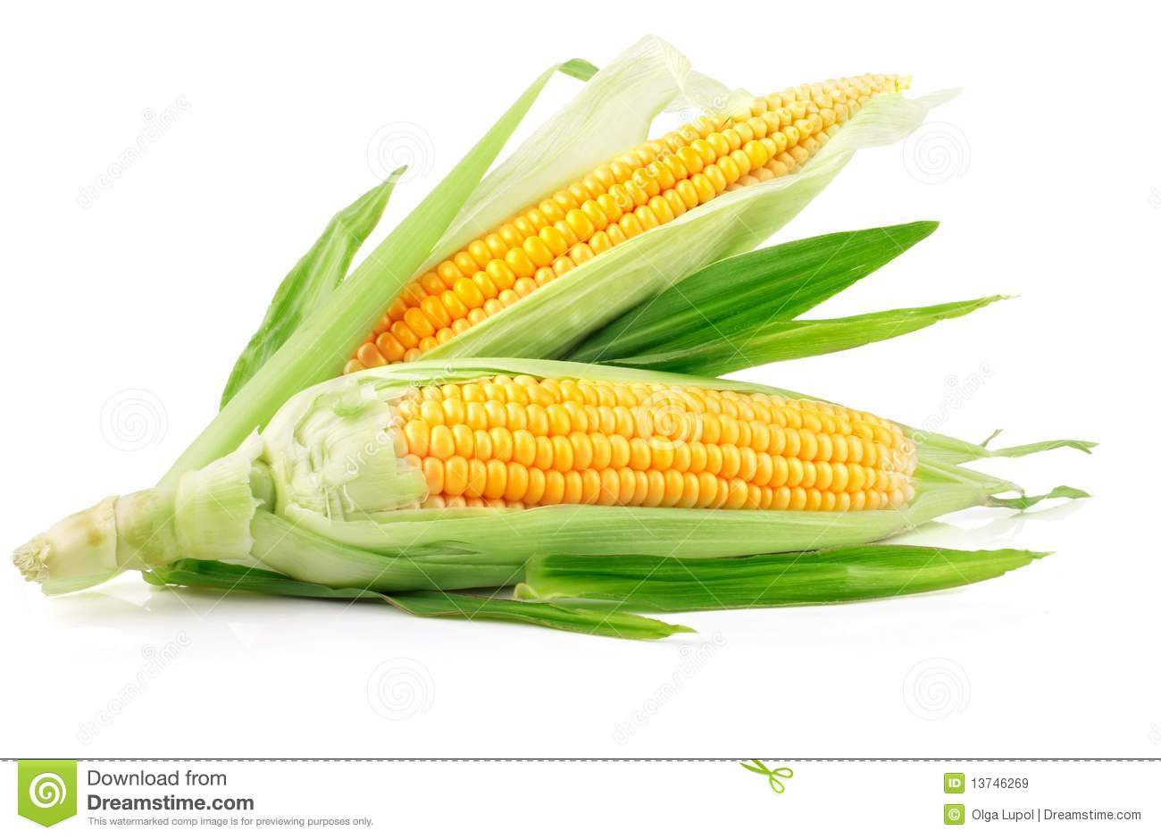 Corn Is A Fruit
 Fresh Corn Fruits With Green Leaves Stock Image Image of