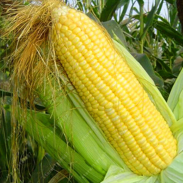 Corn Is A Fruit
 Super Sweet Fruit yellow Corn Cultivation Sweet Waxy High