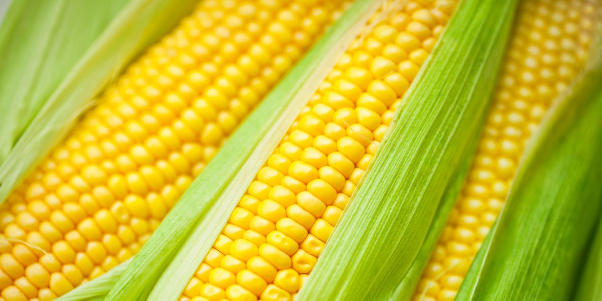 Corn Is A Fruit
 Is Corn a Grain Yes And It s Also a Fruit and a Ve able