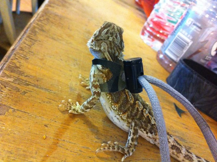 DIY Bearded Dragon Decor
 17 Best images about Bearded dragons on Pinterest