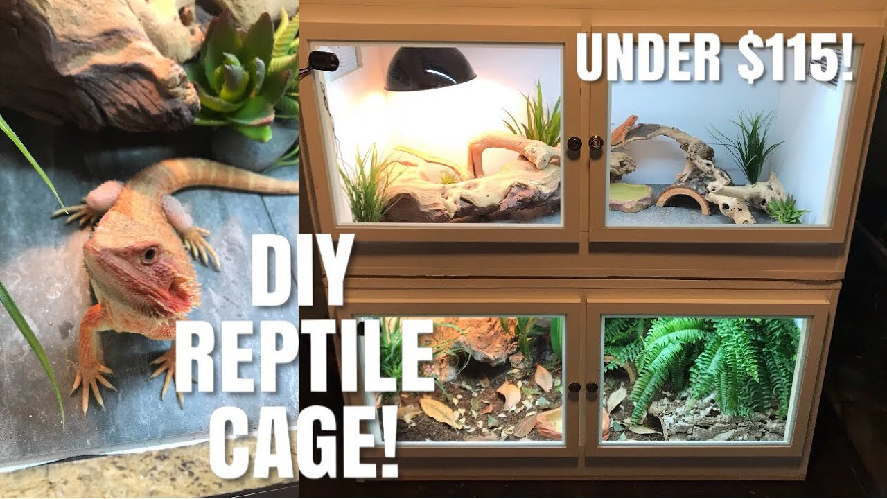 DIY Bearded Dragon Decor
 How To Build Your Own Reptile Enclosure