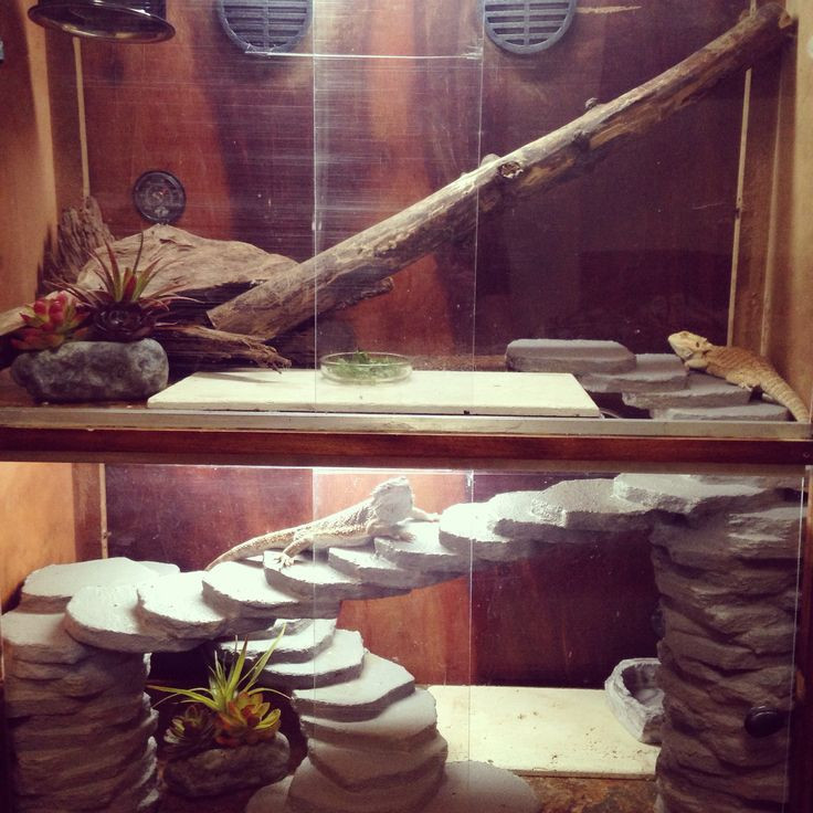 DIY Bearded Dragon Decor
 My bearded dragon cage Made from a broken dresser with