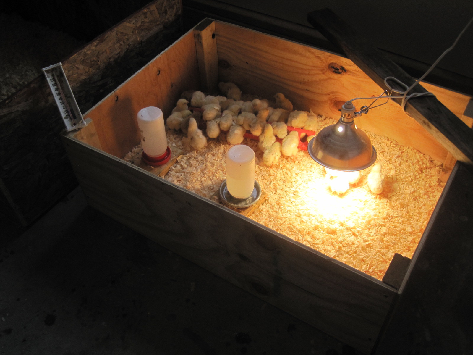 DIY Brooder Box
 Brooder Boxes