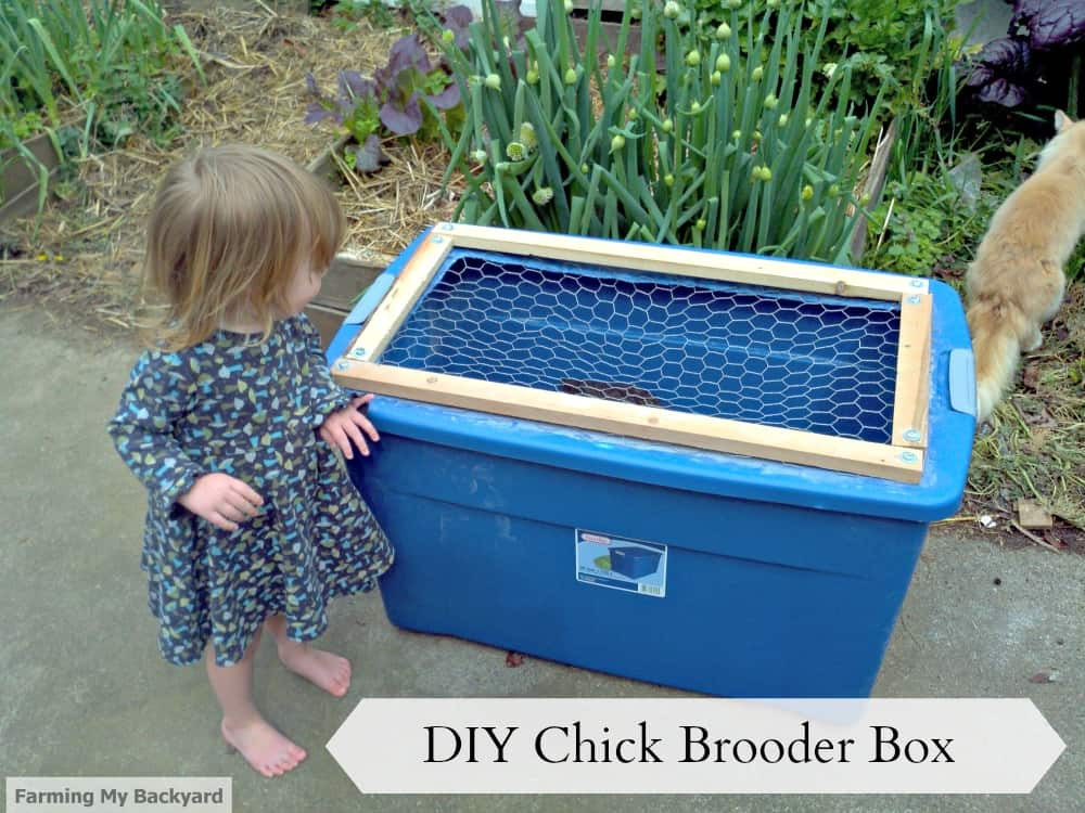 DIY Brooder Box
 DIY Chick Brooder Box Farming My Backyard